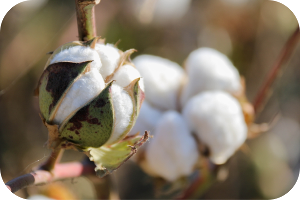 Gossypium herbaceum, la pianta da cui si ricavano le fibre di Caboki